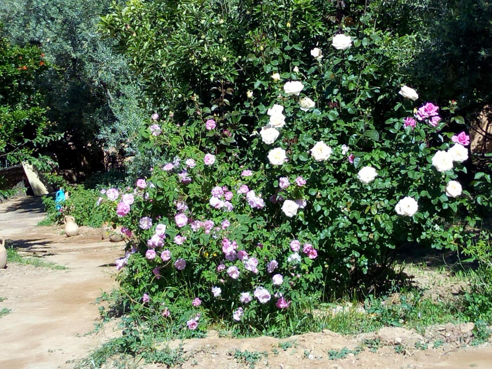 Ecolodge Miss Rose Chez La Famille Boumalne Dades ภายนอก รูปภาพ